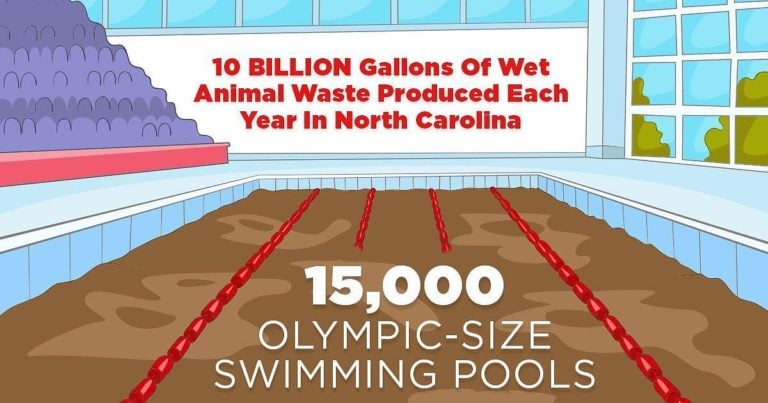 Hog Farm Pollution North Carolina