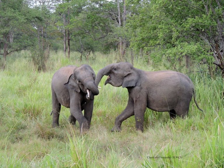 Elefantes por la Sociedad de Conservación de la Vida Silvestre de Sri Lanka