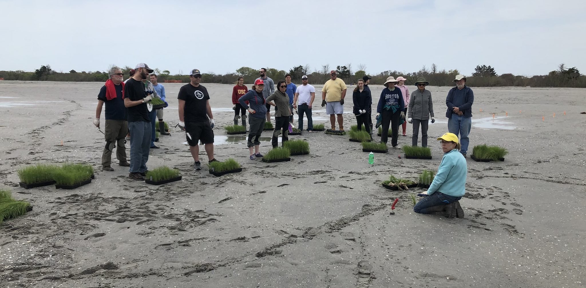 Los voluntarios de Save the Bay plantan pastos de marismas saladas en Quonnie Marsh en Rhode Island. Foto de South County Coastkeeper David Prescott.