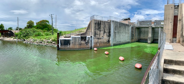 Current cyanobacteria bloom in one of the canals that can bring Lake O water to the Lake Worth Lagoon.