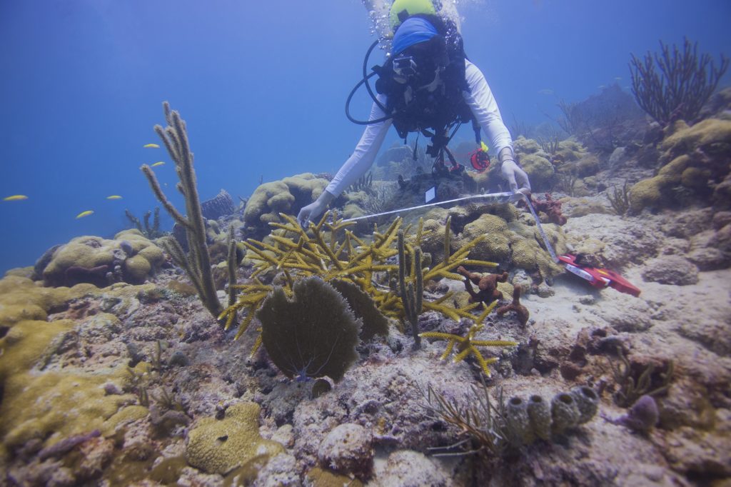 Rachel Silverstein scuba diving to survey staghorn corals. 