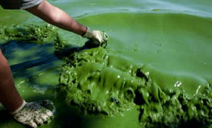 algues toxiques