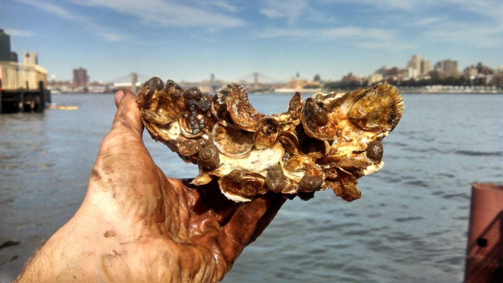 oysters, waterkeeper magazine, winter 2016, fishermen