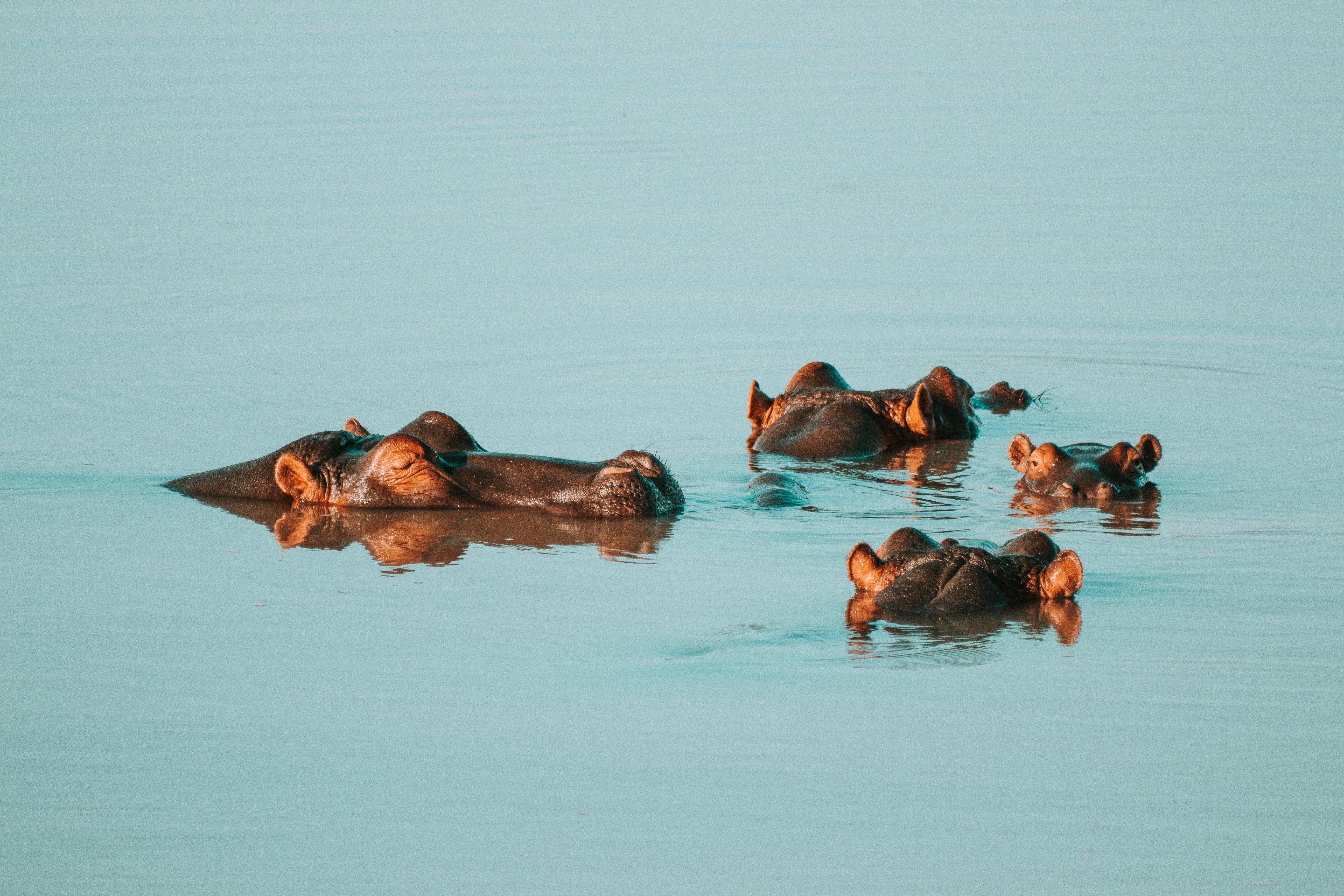 The Hippopotamus: What this animal is doing for Africa's Lake Victoria and  why it's important - Waterkeeper