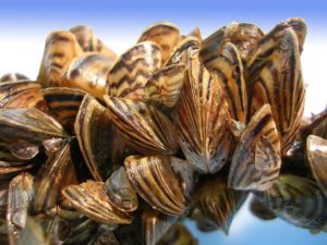 zebra mussels invasive species