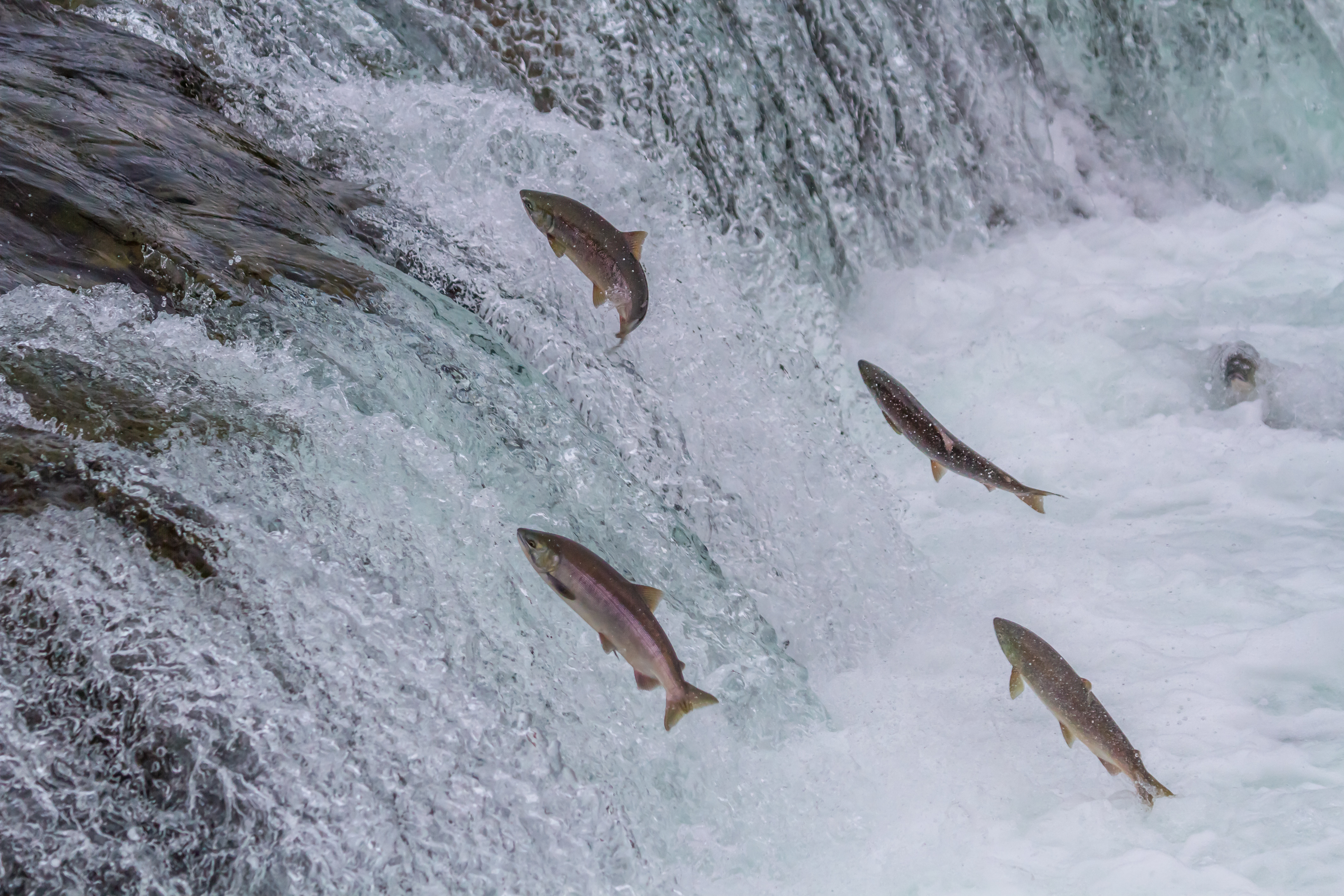 Рыба плывет против течения. Аляскинский лосось. Тихоокеанский лосось миграция. Нерест рыб. Миграция лосося.