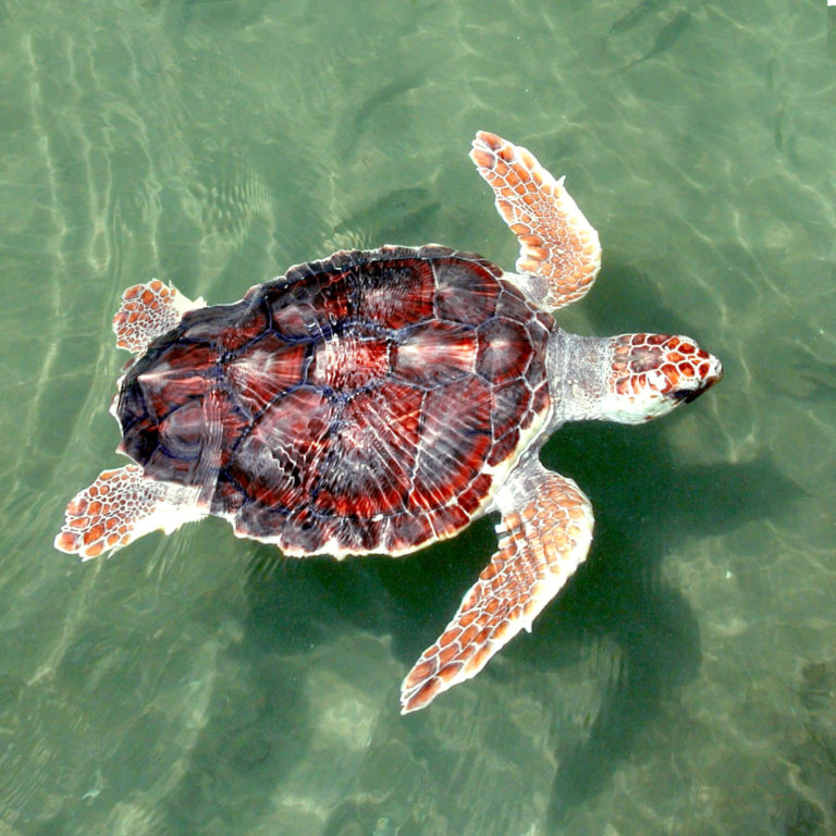 loggerhead turtle swimming