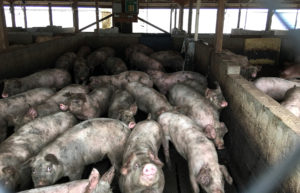 Cerdos en una CAFO por el Tribunal de Distrito Federal para el este de Carolina del Norte.
