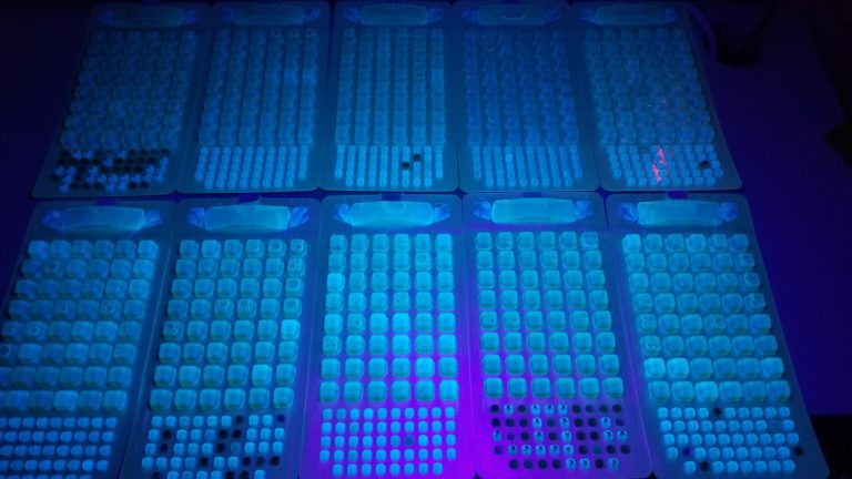 Échantillons fluorescents de laboratoire sous lumière UV. Il y a des rangées et des rangées de points verts brillants entourés de nuances de bleu et de violet.