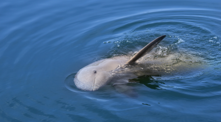 A finless porpoise looks up from the water.