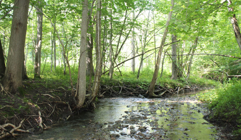 A small river, the headwaters or source waters to many downstream waterways, with many rocks peeking out of the water. The river bank is full of roots from large trees that have green leaves showered with sunlight.